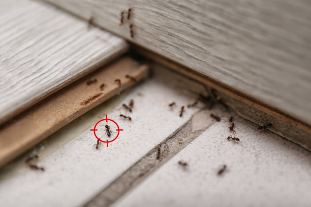 Best Best Pest Control Companies  in Hawthorne, FL