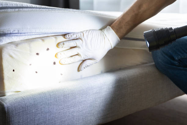 Best Ant Control Services  in Hawthorne, FL